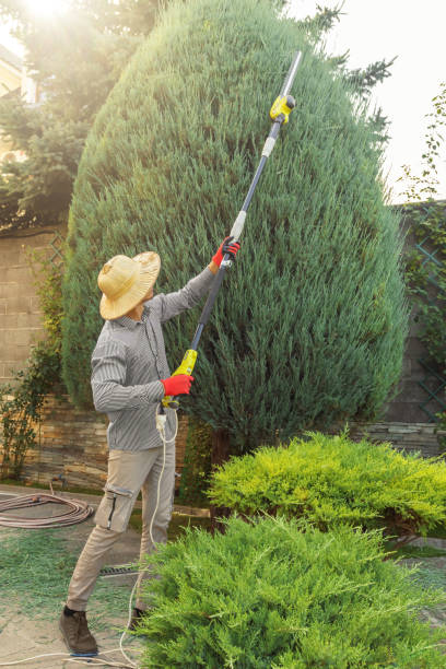 Grass Overseeding in Grand Terrace, CA