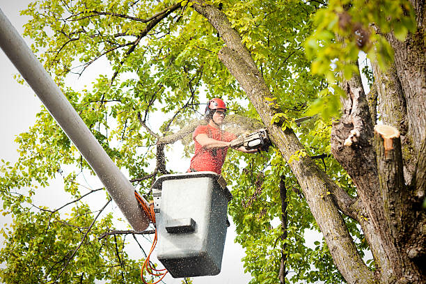 Reliable Grand Terrace, CA Tree Care Services Solutions